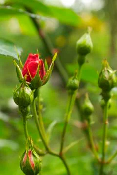 Close view of a small Rose Bud in the summer Stock Photos