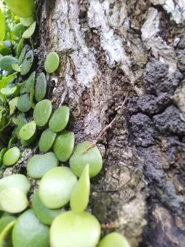 A close-up view of small, round, vibrant green plants clinging to the rough, tex Stock Photos