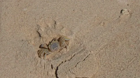 Close up view of small sand crab on dry beach sand near its burrow hole. Stock Footage 329913539