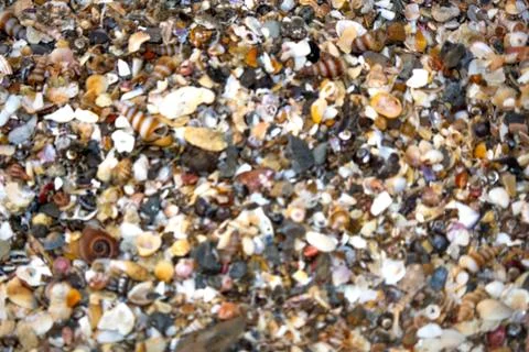 Close-up view of small seashells and pebbles on a sandy beach shoreline Stock Photos