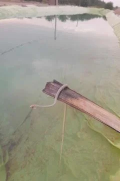 A close-up view of a small snake or reptile dangling from a stick held 스톡 사진
