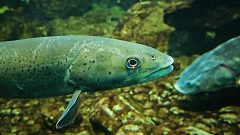 Close up view of a small trout  floating Stock Footage 295036553