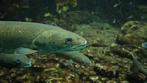 Close up view of a small trout  Stock Footage 296540879