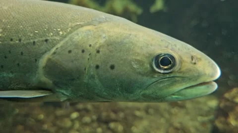 Close view of a small trout head Stock Footage 294333494
