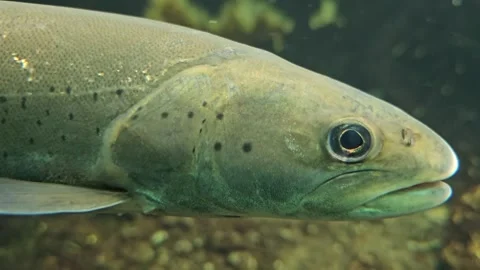 Close view of a small trout head Stock Footage 294391159