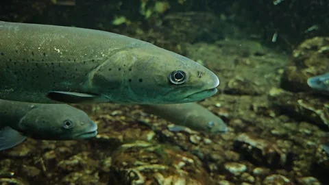 Close view of a small trout head Stock Footage 296555697