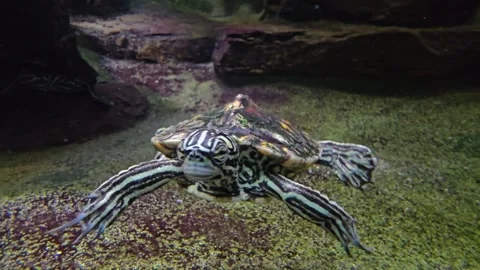 Close View of small water turtle  Stock Footage 266157744