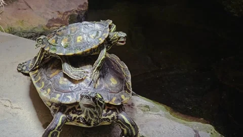 Close View of small water turtle piled up Stock Footage 269631919