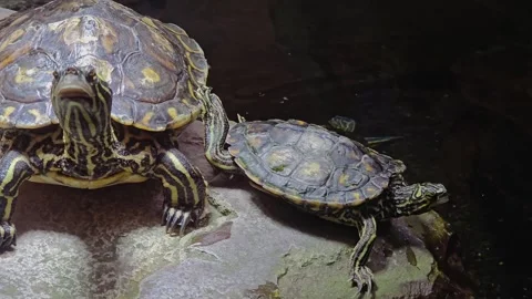 Close View of small water turtle  Stock Footage 269632328