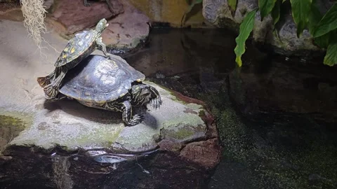 Close view of small water turtles Stock Footage 266071030