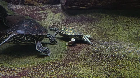 Close view of small water turtles Stock Footage 266071068