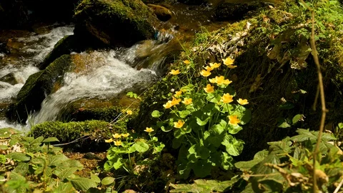 Close-up view of a small waterfall in the Black Forest Stock Footage 128716090