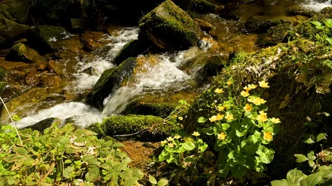 Close-up view of a small waterfall in the Black Forest Stock Footage 128716200