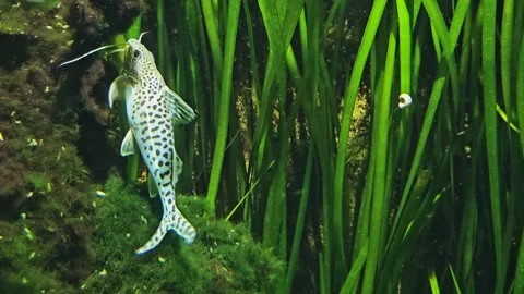 Close view of a small whiptail catfish Stock Footage 294355207