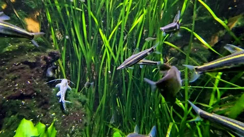 Close view of a small whiptail catfish Stock Footage 294355357