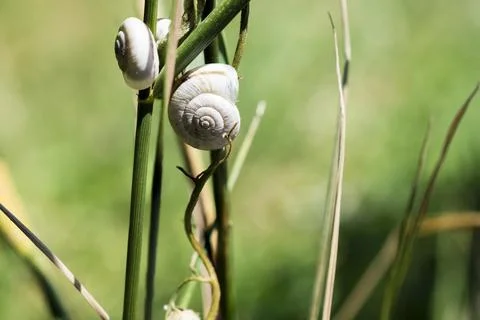 Close-up view of small white land snails climbing on tall green grass stems Stock Photos