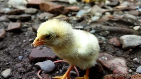 Close up view of small yellow chicks on the farm Stock Footage 218164361