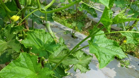 Close up view of small young cucumbers. Stock Footage 341967580