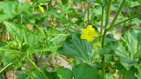 Close up view of small young cucumbers. Stock Footage 341967613