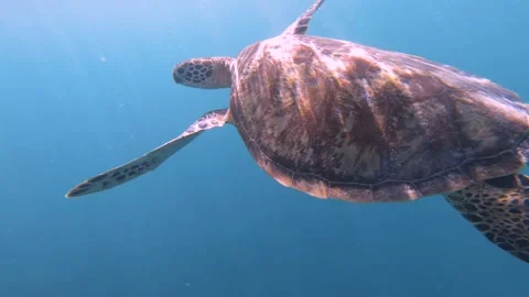 Close up view of a small young sea turtle turning around in the wide deep blue o Stock Footage 250471823