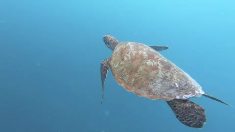 Close up view of a small young sea turtle swimming away in the wide deep blue oc Stock Footage 250471907