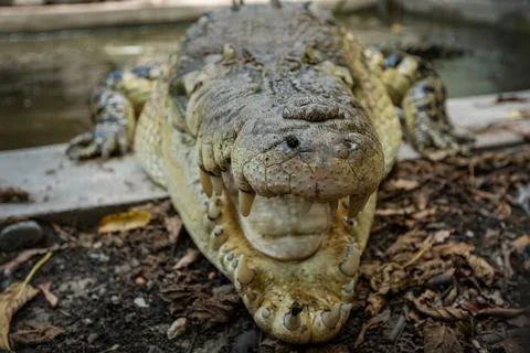 Close up view of smiling crocodile Stock Photos