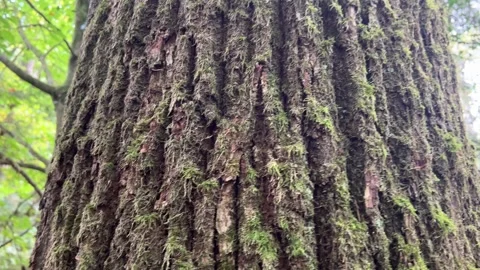 A close-up view of a smooth gray beech tree trunk standing tall in a wild f.. Stock Footage 321797088