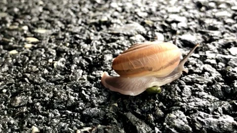 Close-up view of a snail on asphalt ground surface Stock Footage 310381940