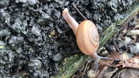Close-up View of a Snail Crawling on Dark Soil Stock Footage 310375113