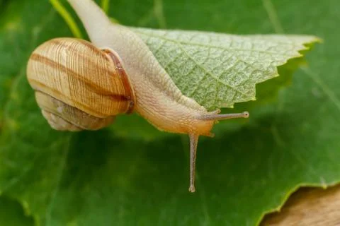 Close-up view of snail on green leaf. Stock Photos