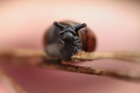 Close view of snail on the plant stem Stock Photos