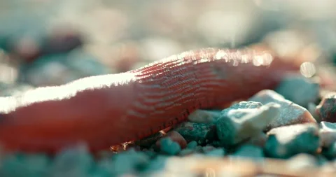 Close up view of snail without shell slowly crawling macro shot. Stock Footage 134905555