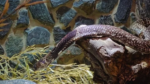 Close view of snake cobra  Stock Footage 277418208