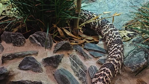 Close view of snake cobra  Stock Footage 277421286