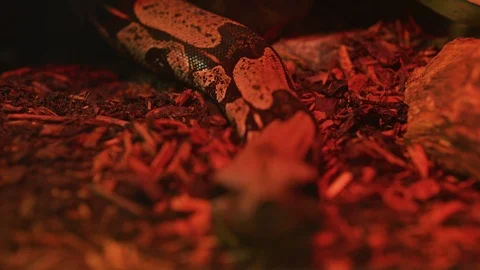 Close up view of a snake Stock Footage 99889243