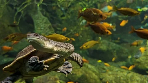 Close up view of a snake neck turtle  Video stock 269550916