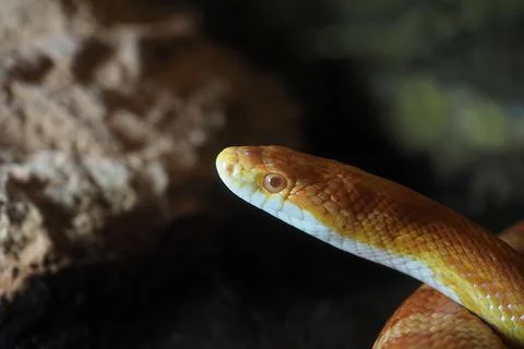Close view of a snake with orange and white colors Stock Photos
