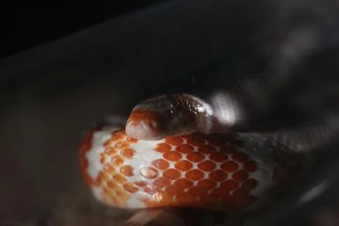 Close up view of a snake with red brown scales beneath dark reflective surfac Stock Photos