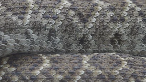 Close-up view of snake scales showcasing intricate patterns Stock Footage 314029542