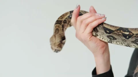 Close up view of the snake's head on a woman's hands. Stock Footage 147949535