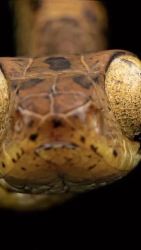 Close up view of a snake's large eyeball Video stock 320777052