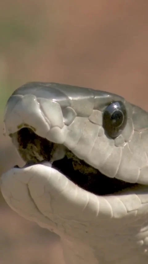 Close up view of a snake's large eyeball Video stock 321292441