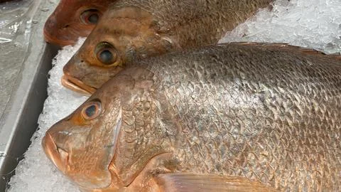 Close-up view of snapper fish on ice at market shop Stock Photos