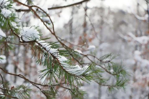 Close up view of a snow covered pine twig in winter Stock Photos
