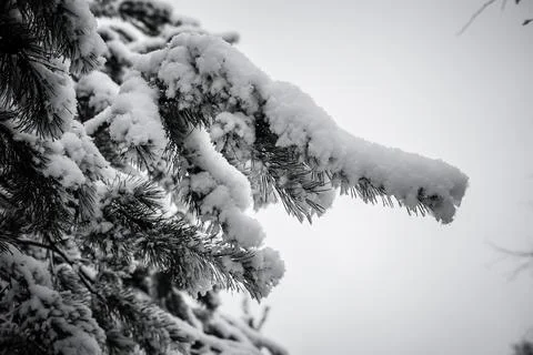 Close-up view of a snow-covered pine tree branch, highlighting the intricate Stock Photos