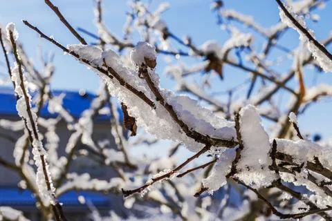 Close up view of snow covered tree branches on blue sky background. Sweden. Fotos de archivo
