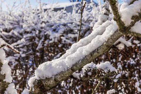 Close-up view of snow covered tree branch with winter garden and hedge Fotos de archivo