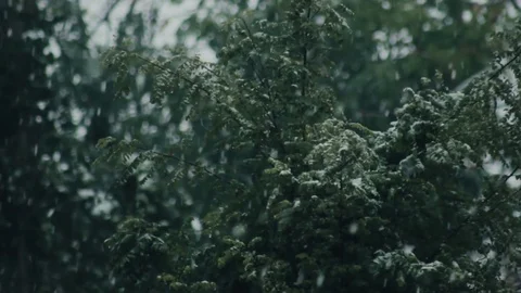 Close up view of snow falling in front of trees Stock Footage 70436549
