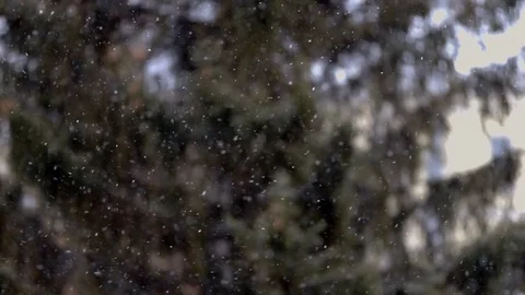 Close up view of snow falling in front of trees out of focus Vídeos de archivo 72210167