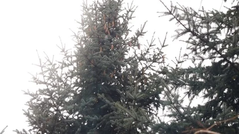 Close up view of snow falling in front of trees out of focus Stock Footage 77546597